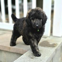 Goldendoodle, Golden Retriever, and Poodle Puppies from Oregon's Oodles of poodles & doodles