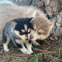 French Bulldogs and Pomskies from Smart Pomskies and Frenchies