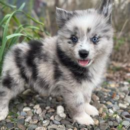 Aston - Merle male Pomsky puppy in Ravena, New York from Osiris’s Siberians & Pomskies