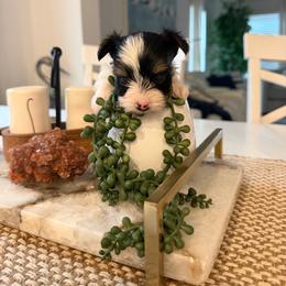 Fiyero - Black tan and white male Biewer Terrier puppy in Cartersville, Georgia from Alpha Tiny Paws
