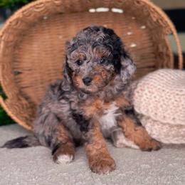 Amazon - Merle male Bernedoodle puppy in West Jordan, Utah from Doodles Friend