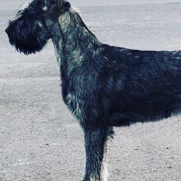 Giant Schnauzers from Frostbite Giant Schnauzers