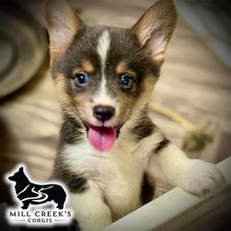 AKC Jasper-ready for his new adventures - Blue male Pembroke Welsh Corgi puppy in Taylorsville, North Carolina from Mill Creek’s Pembroke Welsh Corgis and French Bulldogs