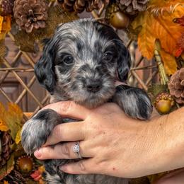 Cash - Merle male Goldendoodle puppy in Enumclaw, Washington from Owen-a-Doodle