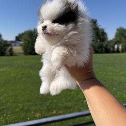Boy 1 - Blue parti male Pomeranian puppy in Meridian, Idaho from Precious poms
