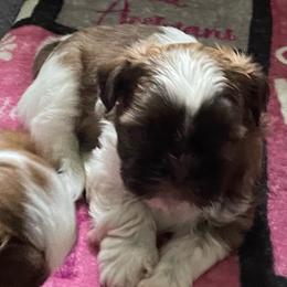 Boy 1 LIVER BABY - Red and white male Shih Tzu puppy in Lansing, Michigan from Cherie’s Purebred Shih Tzu’s