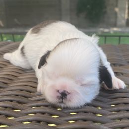 Shih Tzu Puppies from Willow Lane Shih Tzus
