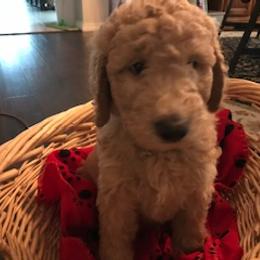 Goldendoodle Puppies from Da Ruba Doodles