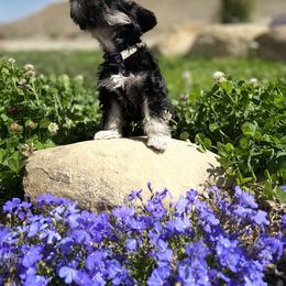 Miniature Schnauzer Puppies from Schnauzers on Robinson Lane