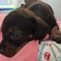 Boy 1 - Black and tan male Dachshund puppy in Oakman, Alabama from MEL Puppies