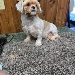 Maggie - Cream and white female Shih Tzu puppy in Hampstead, Maryland from Shawny's Shih Tzus