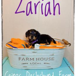 Zariah - Black and cream female Dachshund puppy in Cincinnati, Ohio from Caines Dachshund Farm