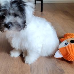 Coton de Tulear Puppies from Coton Country