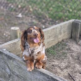 Dahmer - Dachshund