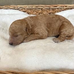 Girl 5 - Apricot female Goldendoodle puppy in Valley Farms, Arizona from Gall’s Doodle Ranch