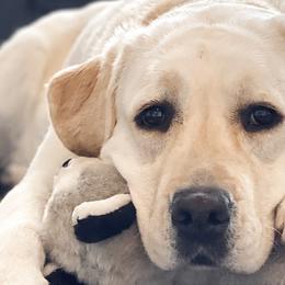 Willow - Labrador Retriever