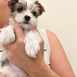 Girl White - Parti female Yorkshire Terrier puppy in Phoenix, Arizona from Madame Yorkie