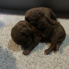 Girl 6 - Chesapeake Bay Retriever puppy from Rebecca's Chesapeake Bay Retrievers