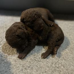 Girl 6 - Chesapeake Bay Retriever puppy from Rebecca's Chesapeake Bay Retrievers