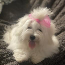 Brinkley - Coton de Tulear
