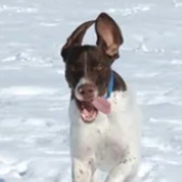 German Shorthaired Pointers and Gordon Setters from Pointsetter Farm