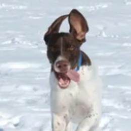 German Shorthaired Pointers and Gordon Setters from Pointsetter Farm