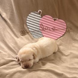 Greyson - Yellow male Labrador Retriever puppy in Tekonsha, Michigan from Asher Acres Labs