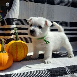 Green Boy - White male West Highland White Terrier puppy in Macy, Indiana from Country Grove Breeding LLC
