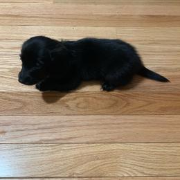 Boy 1 - Black male Dachshund puppy in Vinton, Iowa from Lerch Family Dachshunds