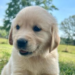 Bloom - Light golden female Golden Retriever puppy in Doniphan, Missouri from Stockford’s Golden Retrievers