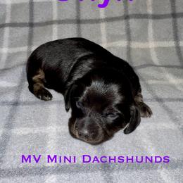 Onyx - Black and tan female Dachshund puppy in Carlsbad, Texas from MV Mini Dachshunds