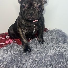 Sasha - Brindle French Bulldog puppy in East Brunswick, New Jersey from Pardon Our Official Frenchies