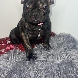 Sasha - Brindle French Bulldog puppy in East Brunswick, New Jersey from Pardon Our Official Frenchies