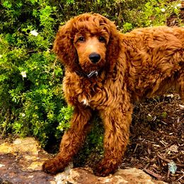 Poodles from Colorado Red Royal Standard Poodles