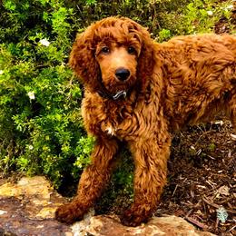 Poodles from Colorado Red Royal Standard Poodles