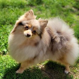 Chai - Pomeranian