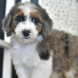 Pretzel - Blue merle male Aussiedoodle puppy in Delta, Colorado from PTK Ranch