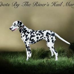 Dalmatian puppies from Spot On Dalmatians