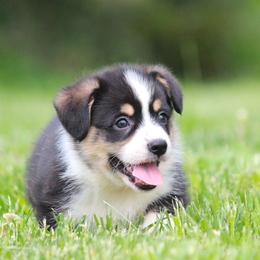 Thor - Black and tan male Pembroke Welsh Corgi puppy in Fort Madison, Iowa from Bellwether Acres