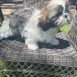 Shih Tzu Puppies from Willow Lane Shih Tzus