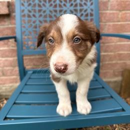 Teddy - White and red male Border Collie puppy in Mckinney, Texas from Border Collies of Ruidoso