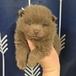 Boy 2 - Lavender male Pomeranian puppy in Washington, North Carolina from Grace's Poms🐾💕