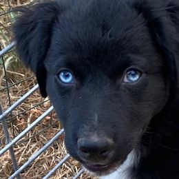 Raven F 3 - Black & white Australian Shepherd puppy in Deer Park, Washington from Weber Mt Aussies