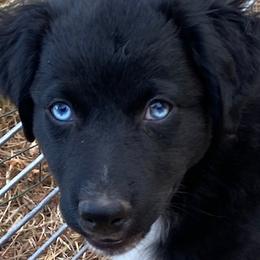 Raven F 3 - Black & white Australian Shepherd puppy in Deer Park, Washington from Weber Mt Aussies