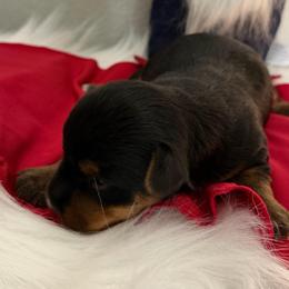 Rocket - Blue and gold male Yorkshire Terrier puppy in Puyallup, Washington from Majestic Mtn Pups