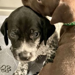 German Shorthaired Pointer Puppies from MaggieMae Andersen