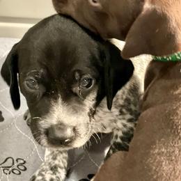 German Shorthaired Pointer Puppies from MaggieMae Andersen