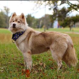 Zaida - Siberian Husky