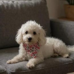Brooklyn - Poodle