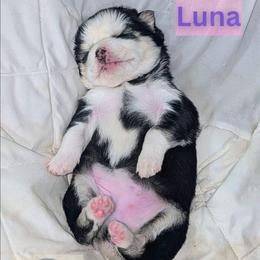 Luna - Black and white female Pomsky puppy in Kittredge, Colorado from Rocky Mountain Pomskies